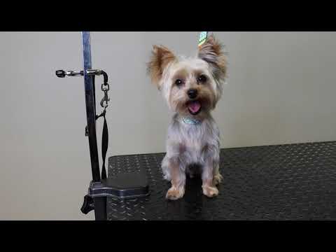 feeders supply pet wash cost