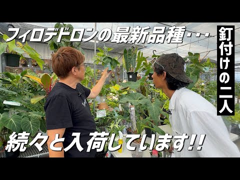 アレニコラ マリーナについて詳しく解説