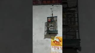 Download lagu breeding pleci ala Mbah Warno Josterops Magetan.... mp3