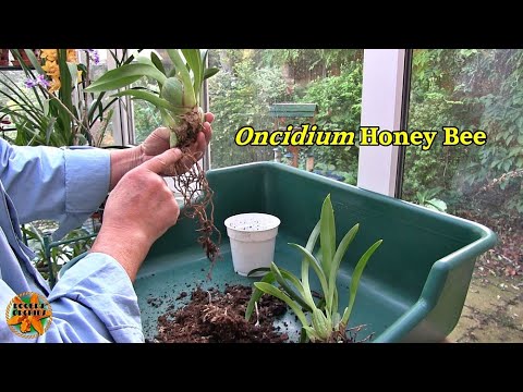 Repotting a Recently Bought Oncidium