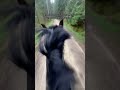 Die Hat No Nie So Gebuckelt Fyy Horse Equestrian Pferd Ausreiten Buckeln Fail Runterfliegen