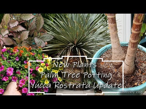 , title : 'Some New Plants | Potting & Repotting Palm Trees | Yucca rostrata Update'