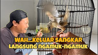 Download lagu Pertama kali‼️ ngelatih Cigun gacor diluar sangkar, sempet takut kalau gagal 😅 mp3