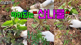 약이되는 흔한 산나물 종류 12종 종류 초보자 구별 방법  봄나물효능 산남자 약초 버섯 산행 항암 자연 건강…