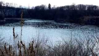 preview picture of video 'Fogelsville quarry Snow Geese'