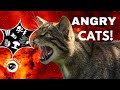 ANGRY CATS GROWL And SPIT Chats En Colère