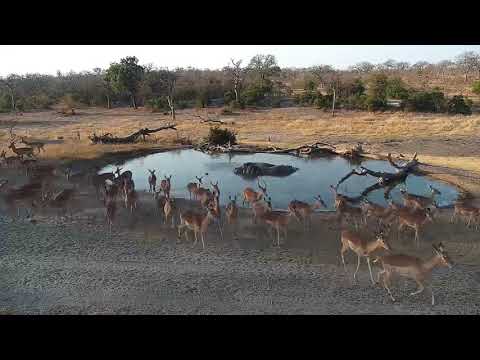Djuma: Impalas at the pan with two Hippos in it - 16:12 - 07/30/19