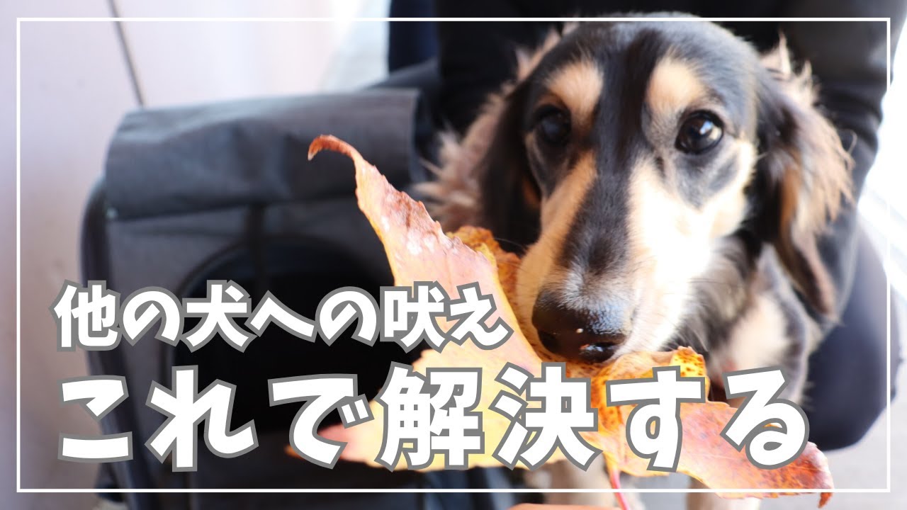 他の犬への吠え