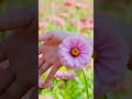 Bhanware Ne Khilaya Phool Status Phonk Shorts