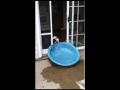 Dog Tries To Drag His Pool Indoors  (Darksweet) - Známka: 1, váha: střední