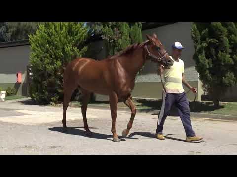 Lote KATI KATI (BRZ)
