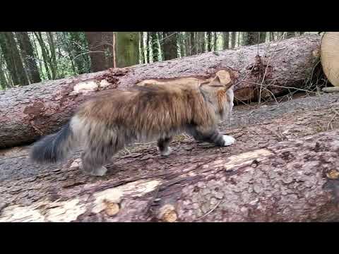Norwegian Forest Cat: Climbing on Trees for Beginners