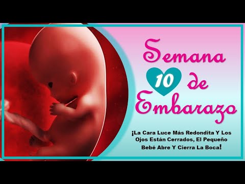 ❤️ SEMANA 10 DE EMBARAZO🤰 ❤️ ⏩  EMBARAZO SEMANA A SEMANA ⏩ Desarrollo y Evolucion del Bebe 👶🏻