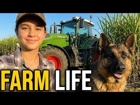 Fendt 1050 Vario Transporting Sugarcane Through the Fields