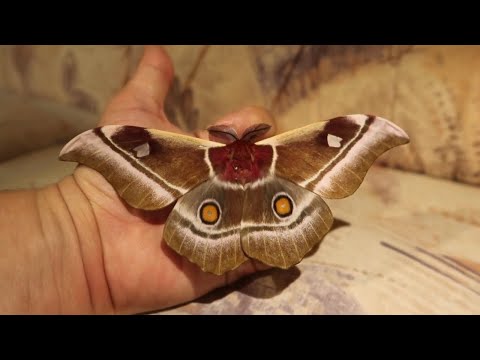 Madagascar Cabbage Tree Emperor - Bunaea aslauga
