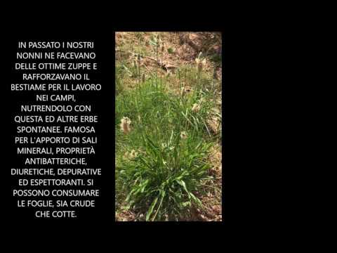 Cura Evalar per la potenza Forte agente patogeno buy