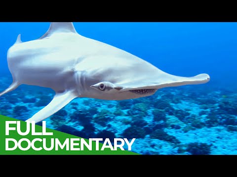 Adventure Ocean Quest: Shark Paradise of Polynesia