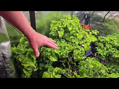 Can we ACTUALLY grow HOT PEPPERS indoors?