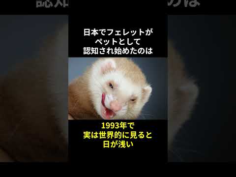 フェレットの選び方は?