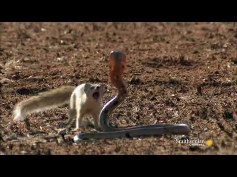 【動物】貓鼬對上眼鏡蛇！誰會贏？ (Mongoose Vs. Cobra)