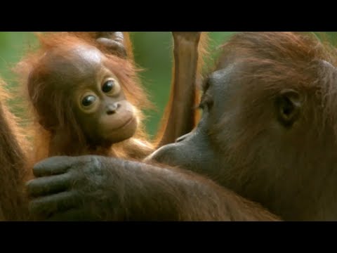 Baby Orangutan and Baby Elephant Vital to Plant's Survival | How Nature Works | BBC Earth