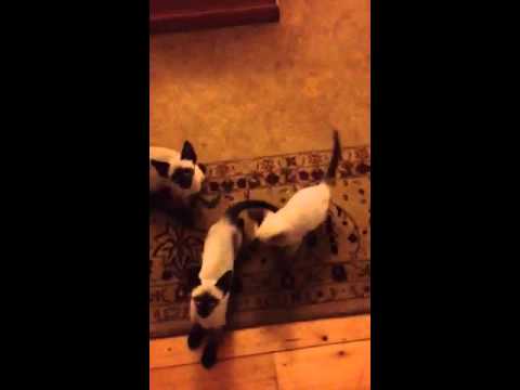 download lagu mp3 mp4 Kaoskittens Com, download mp3 Kaoskittens Com free downloadn, video klip Kaoskittens Com