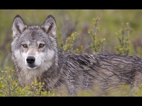 Doku NEU! nano - Wolfmonitoring (HD)