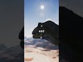 DINOSAURS DUEL AT HIGH NOON DinoDuel WildWestDinosaurs JurassicRumble HighNoon