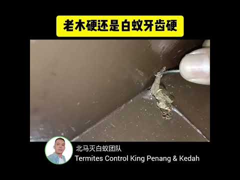 老木硬还是白蚁牙齿硬