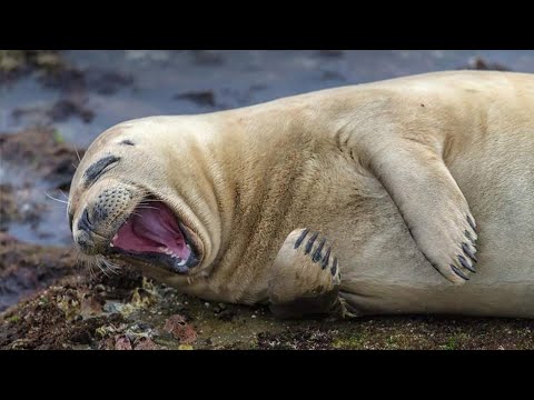 Les animaux les plus drôles qui égayeront certainement votre journée