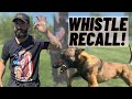 WHISTLE RECALL TRAINING EVERY DOG SHOULD KNOW THIS
