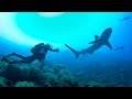 Scuba Diving with SHARKS!! Bassas Da India - Sailing SV Delos Ep. 100 Scuba Diving with SHARKS!! Bassas Da India - Sailing SV Delos Ep. 100