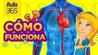 ¿Cómo funciona el Cuerpo Humano | Videos Educativos Aula365
