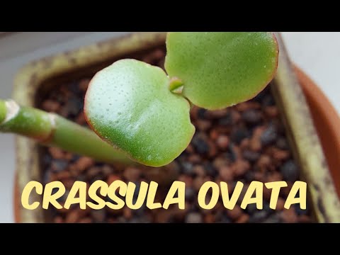 Let's start a new bonsai // 17.05.2020