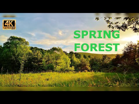 4K Spring Forest - Birds Singing/ Chirping - Ultra HD Relaxing Nature Sounds