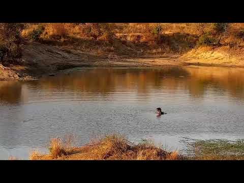 Djuma Private Game Reserve Live Stream