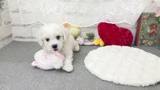 ビションフリーゼの動画01