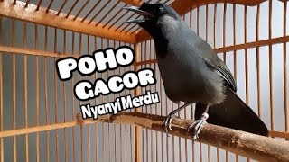 Download lagu Pancingan Poksay Hongkong Pipi Hitam Untuk Pejantan Lain Yang Belum Gacor @jakasampurnakicau1183 mp3