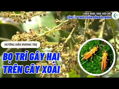 HƯỚNG DẪN PHÒNG TRỊ BỌ TRĨ GÂY HẠI TRÊN CÂY XOÀI | Bảo Minh FE