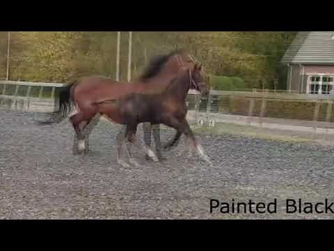 Painted Black ACR (Kjento x Fellini x Florencio)