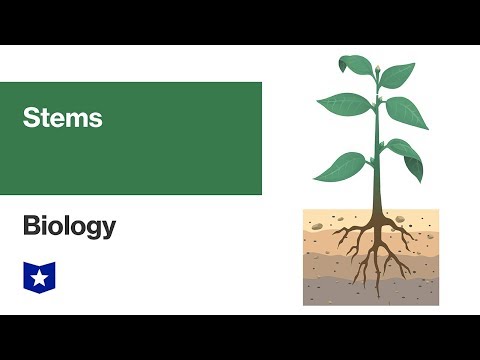 Stems | Biology