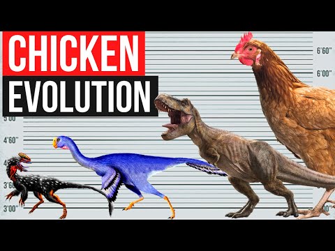 , title : 'Chicken Evolution | By Years'