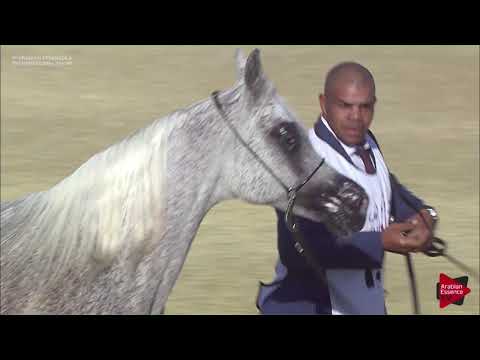 N.139 DAHMA AL NASSER - 2019 Qatar Int. Peninsula show - Mares 11 Years old and above (Class 9)