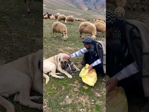 ￼ maşallah benim köpeğim bana karışamaz🙏🥰