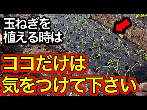 バスルームに蘭を置くことができますか: 湿度レベルと光の流れに関するアドバイス  庭園