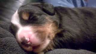 Bernese Mountain Dog puppy growling in her sleep