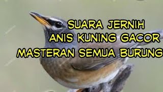Download lagu Suara jernih anis kuning gacor(anis siberia) cocok buat masteran semua burung mp3 Download lagu Suara jernih anis kuning gacor(anis siberia) cocok buat masteran semua burung mp3