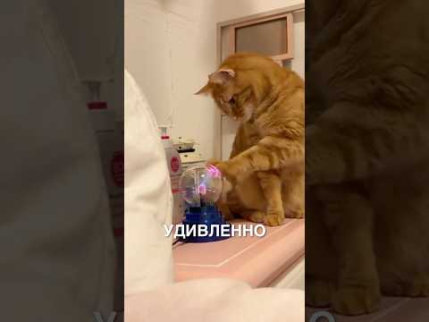 Котик и волшебный шар 🥰 #истории #история #новости #новость #shorts