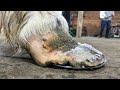 SPECIALIZED HEART BAR Horseshoe For NEGLECTED Draft Horse