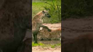Animals Meeting HYENAS Good Meting. #shorts #hyena #meeting #wildlife